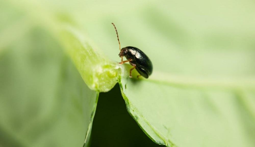 A cabbage stem flea beetle eating an oilseed rape leaf